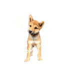 柴犬おりん♡（個別スタンプ：5）