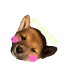 柴犬おりん♡（個別スタンプ：7）