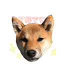 柴犬おりん♡（個別スタンプ：8）