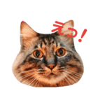 猫ときどき関西弁（個別スタンプ：1）
