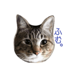 猫ときどき関西弁（個別スタンプ：2）