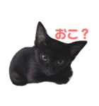 猫ときどき関西弁（個別スタンプ：3）