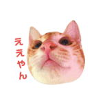 猫ときどき関西弁（個別スタンプ：4）