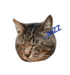 猫ときどき関西弁（個別スタンプ：5）