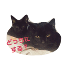 猫ときどき関西弁（個別スタンプ：6）