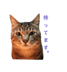 猫ときどき関西弁（個別スタンプ：7）