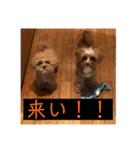 ニア氏 ボバ氏（個別スタンプ：10）