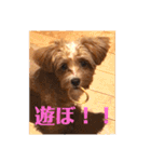ニア氏 ボバ氏（個別スタンプ：19）