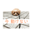 ニア氏 ボバ氏（個別スタンプ：20）