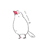 白文鳥のししゃも（個別スタンプ：3）