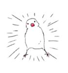白文鳥のししゃも（個別スタンプ：6）