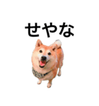柴犬めいちゃん2（個別スタンプ：1）