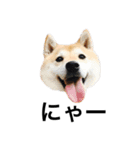 柴犬めいちゃん2（個別スタンプ：2）