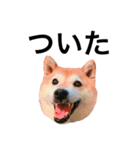 柴犬めいちゃん2（個別スタンプ：5）