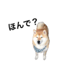 柴犬めいちゃん2（個別スタンプ：7）