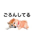 柴犬めいちゃん2（個別スタンプ：9）