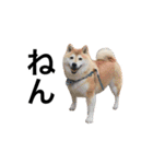 柴犬めいちゃん2（個別スタンプ：12）