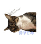 にゃんば猫（個別スタンプ：2）