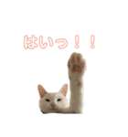 にゃんば猫（個別スタンプ：3）