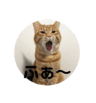 にゃんば猫（個別スタンプ：5）