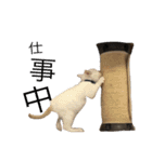 にゃんば猫（個別スタンプ：7）