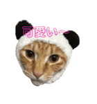 にゃんば猫（個別スタンプ：8）
