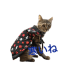 にゃんば猫（個別スタンプ：9）