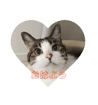 にゃんば猫（個別スタンプ：10）