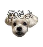 にゃんば猫（個別スタンプ：11）