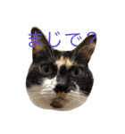 にゃんば猫（個別スタンプ：12）