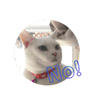 にゃんば猫（個別スタンプ：15）