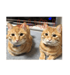 にゃんば猫（個別スタンプ：17）
