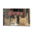 にゃんば猫（個別スタンプ：18）