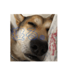 にゃんば猫（個別スタンプ：19）