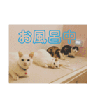 にゃんば猫（個別スタンプ：20）