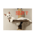 にゃんば猫（個別スタンプ：21）