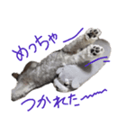 ミニチュアシュナウザーのフィア♂️①（個別スタンプ：5）