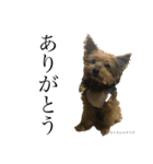 我が家の愉快な動物たち（個別スタンプ：2）