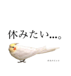 我が家の愉快な動物たち（個別スタンプ：3）