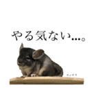 我が家の愉快な動物たち（個別スタンプ：10）