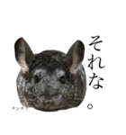 我が家の愉快な動物たち（個別スタンプ：12）