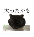 我が家の愉快な動物たち（個別スタンプ：13）