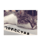 愛猫スタンプ 銀時と春（個別スタンプ：1）