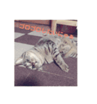 愛猫スタンプ 銀時と春（個別スタンプ：3）