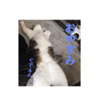 愛猫スタンプ 銀時と春（個別スタンプ：4）