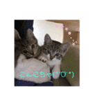 愛猫スタンプ 銀時と春（個別スタンプ：5）