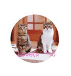 愛猫スタンプ 銀時と春（個別スタンプ：6）