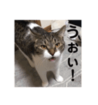 愛猫スタンプ 銀時と春（個別スタンプ：8）