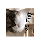 愛猫スタンプ 銀時と春（個別スタンプ：9）