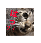 愛猫スタンプ 銀時と春（個別スタンプ：10）